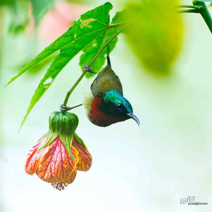 灯笼花上的叉尾太阳鸟