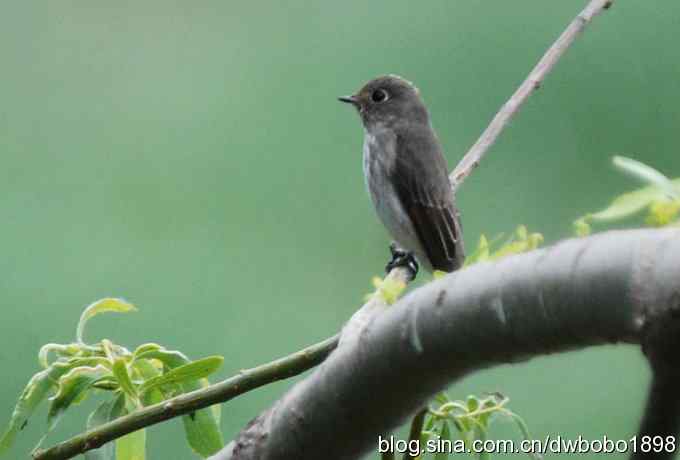 鸣音悦耳滴艳鸟--白眉姬鹟