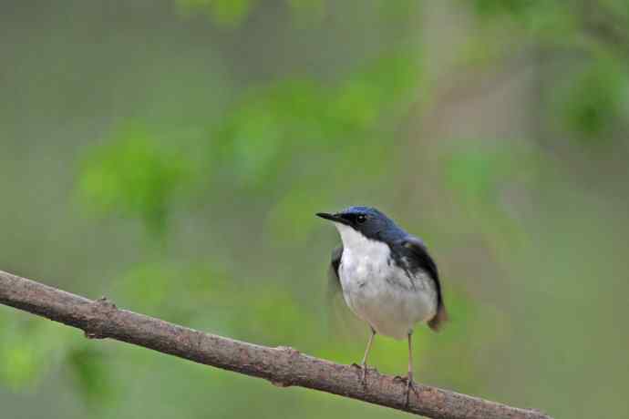 雄性蓝歌鸲（10）