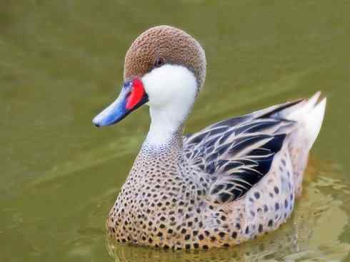 欣赏:美丽的钻水鸭5 欣赏:美丽的钻水鸭5