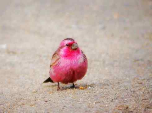 美丽无罪：雀鸟之雀类