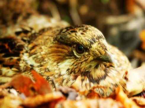 家禽驯化之源之十