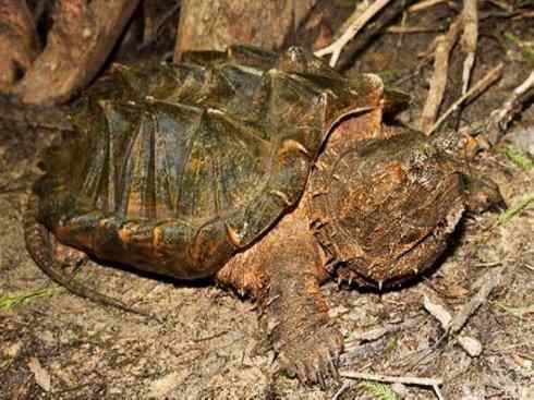 玄武：传说的兽原型探秘（鳄龟）