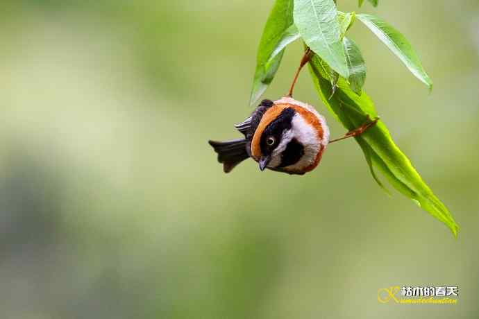 红头、虎纹、棕颈钩嘴鹛 红头、虎纹、棕颈钩嘴鹛