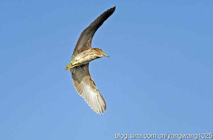 飞(夜鹭)71 飞(夜鹭)71