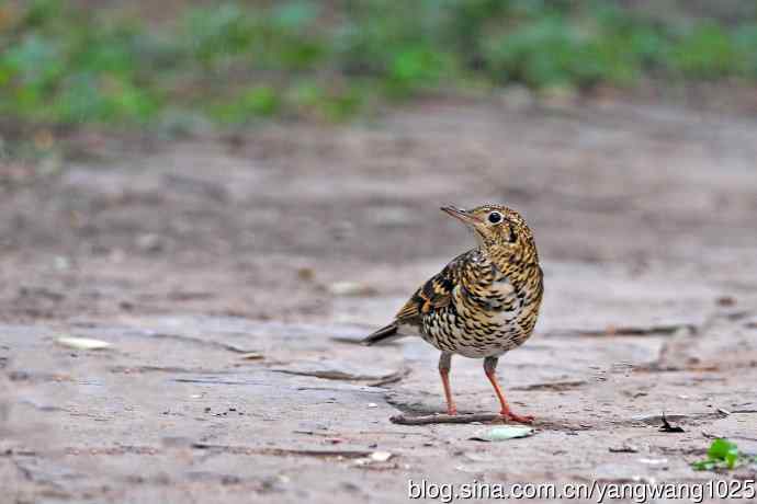 北京天坛公园的鸟类——虎斑地鸫（2）