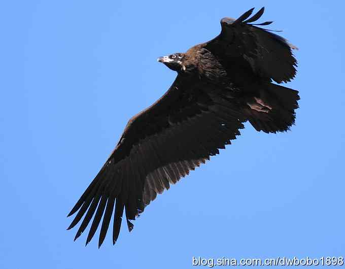 走近秃鹫:一段撼人心魄的拍摄经历 走近秃鹫:一段撼人心魄的拍摄经历