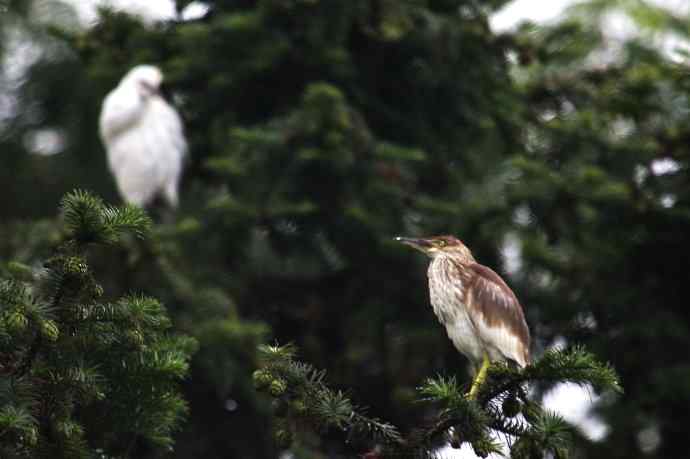摄鸟拾趣（九） wbr池鹭 wbr2012.06