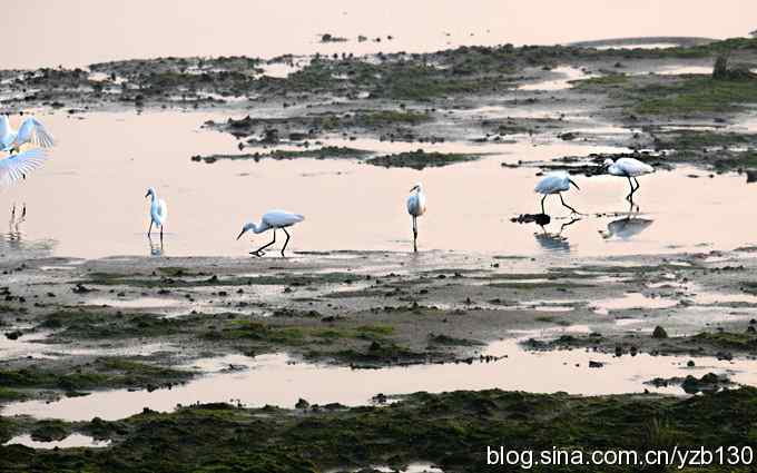 湿地的早晨（组图）
