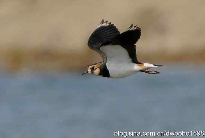 飞翔的凤头麦鸡