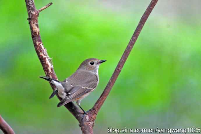 秋天的红喉姬鹟(5) 秋天的红喉姬鹟(5)