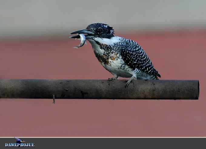 黑鹳和鱼狗 黑鹳和鱼狗