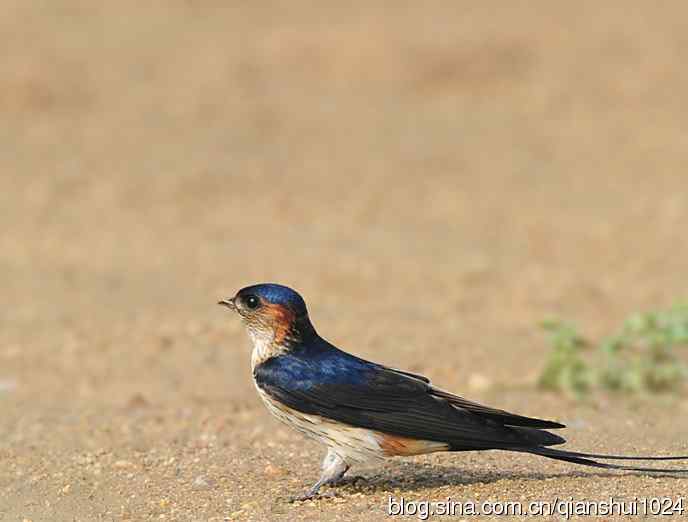 小燕子,穿花衣(金腰燕)