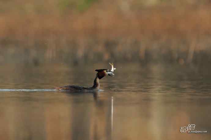 颐和园的凤头