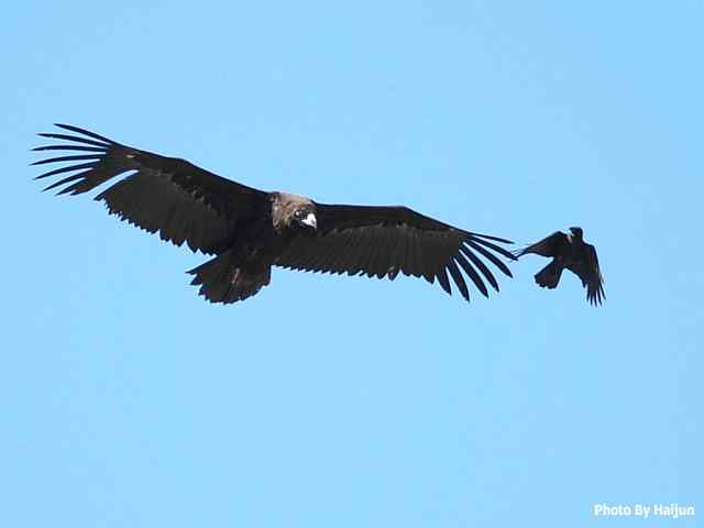 峡谷中 wbr. wbr沐浴阳光的秃鹫