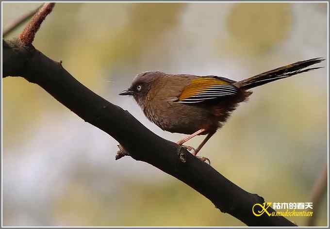 噪鹛系列之二：橙翅噪鹛【照片】