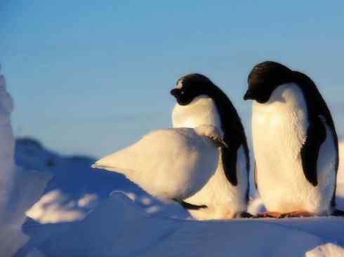 奇特的盔：白鞘嘴鸥