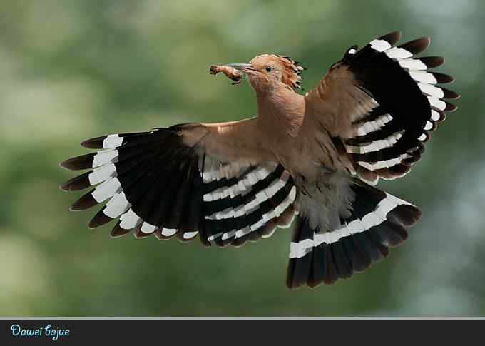 又到戴胜育雏时