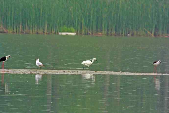 和谐 wbr wbr记录版 wbr wbr（1）