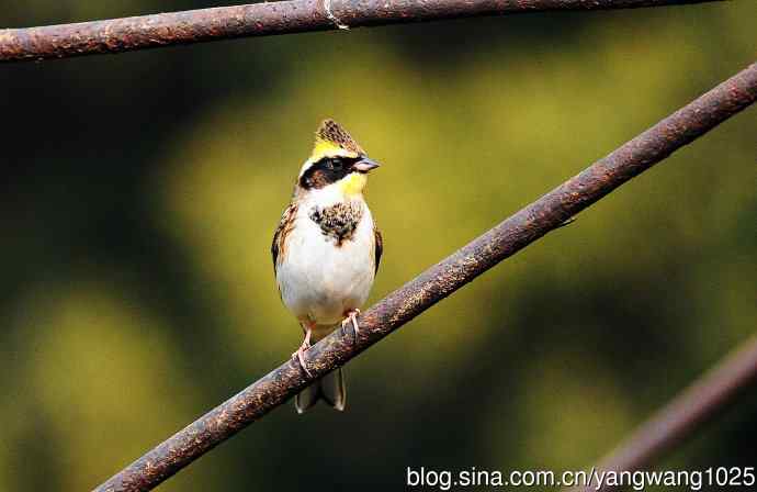 雌性黄喉鹀（7）