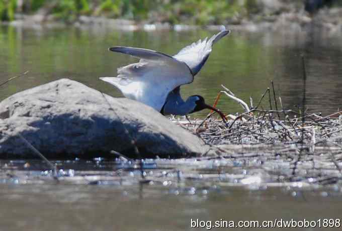 鹮嘴鹬-白河峡谷的精灵