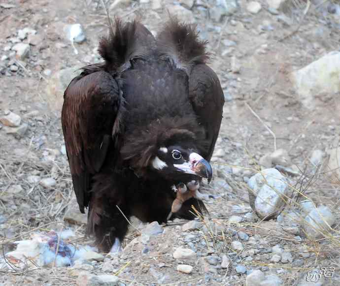 座山雕下山了鈥斺斖吼 座山雕下山了鈥斺斖吼