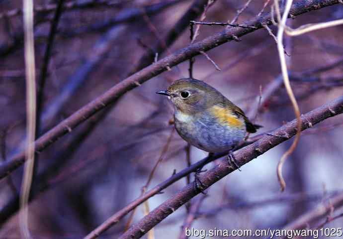 雌性红胁蓝尾鸲（37）