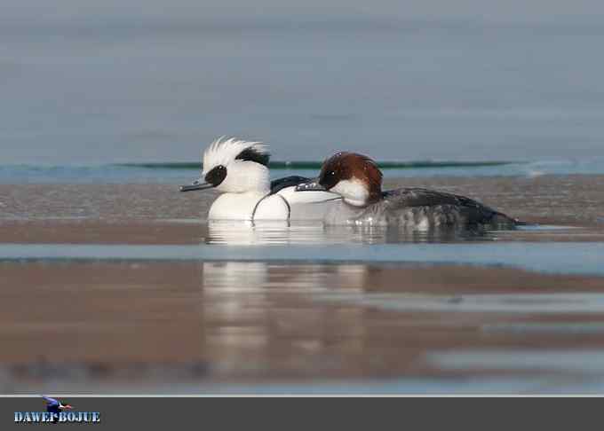 白秋沙和罗纹鸭记录