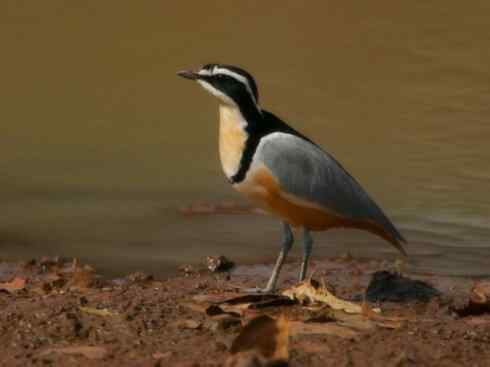 雀鸟也彪悍：与鳄共舞（埃及鸻）
