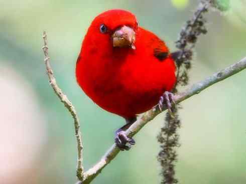极品红色鸟类：血雀