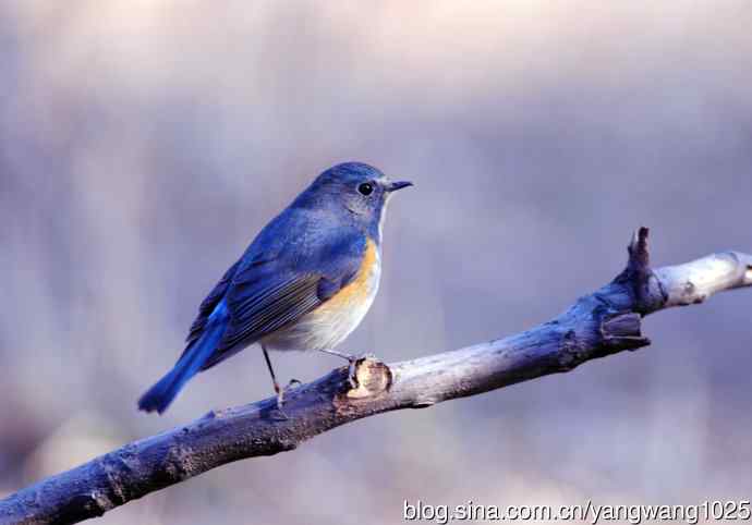 雄性红胁蓝尾鸲（3）