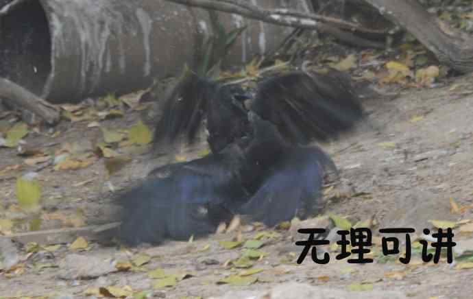 北京动物园的鸟类——争斗