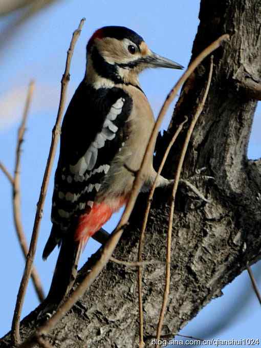 植物园里的大斑啄木鸟