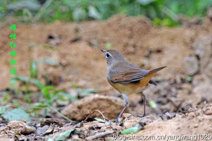 杂片（雌性红喉歌鸲与小鹀）