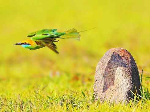 绝色攀禽：佛法僧目之蜂虎3