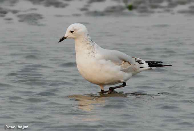 一级珍鸟：遗鸥