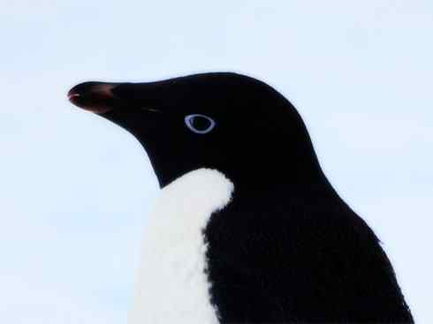 鸟类之最:巴布亚企鹅 鸟类之最:巴布亚企鹅