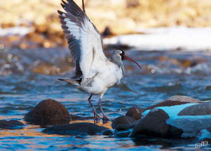 又见鹮(huán wbr)嘴鹬(yù) 又见鹮(huán wbr)嘴鹬(yù)
