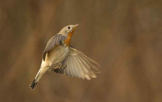 红胸姬鹟的美丽飞翔
