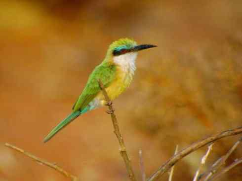 绝色攀禽:佛法僧目之蜂虎 绝色攀禽:佛法僧目之蜂虎