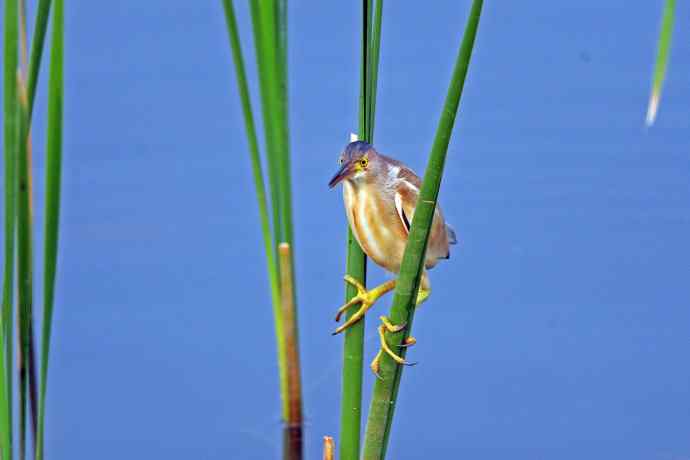 捕鱼的黄苇鳽（3）