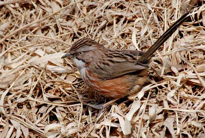 三只小鸟 wbr满园春色