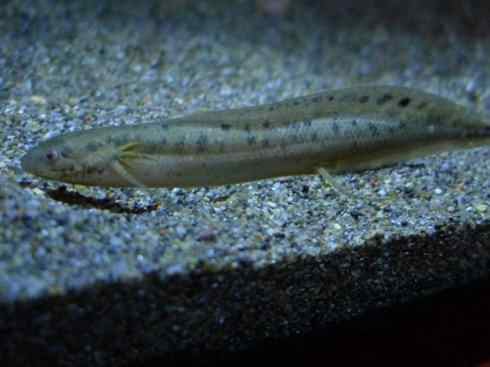 鱼类活化石：非洲肺鱼