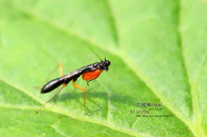 虫虫世界鈥斺敾耄ㄓ壮妫