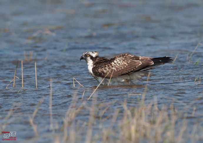 高手亦有失手时 高手亦有失手时