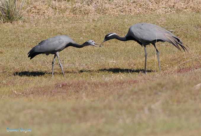 达里诺尔湖的蓑羽鹤