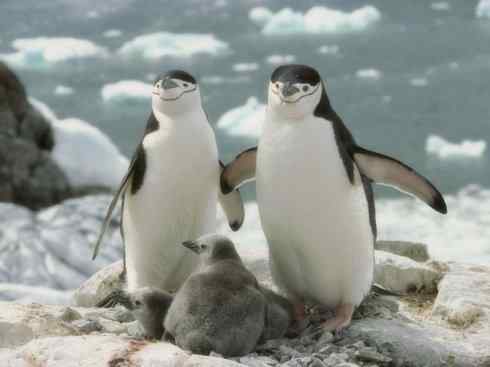 奇特的盔：雪海燕