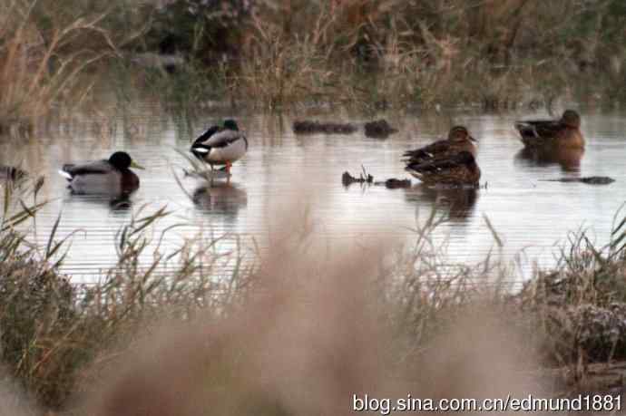 崇明东滩湿地公园十一月鸟况-望远镜打鸟