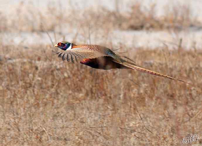 官厅水库拍鸟——雉鸡