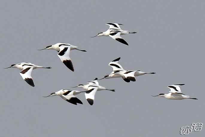 河北乐亭&nbsp;wbr路&nbsp;wbr反嘴鹬